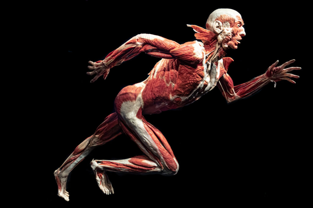 ak powięź wpływa na Twoją postawę, ruch i elastyczność – i co możesz z tym zrobić