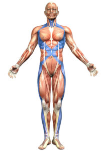 ak powięź wpływa na Twoją postawę, ruch i elastyczność – i co możesz z tym zrobić